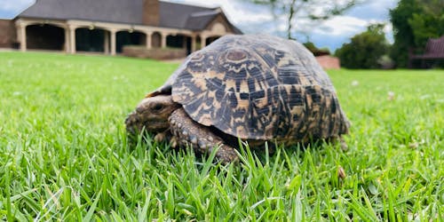 A tortoise on a lawn in front of a house