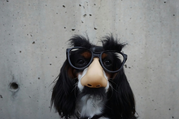 A dog wearing a disguise of comedy glasses