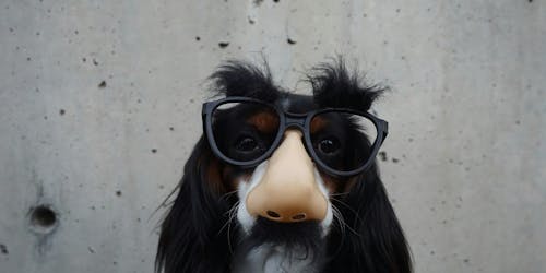 A dog wearing a disguise of comedy glasses