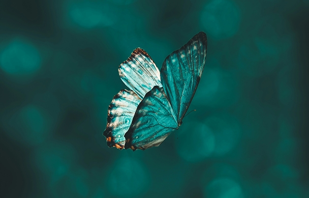 A blue butterfly flying against a blue background