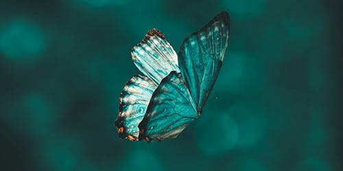 A blue butterfly flying against a blue background