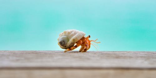 A hermit crab