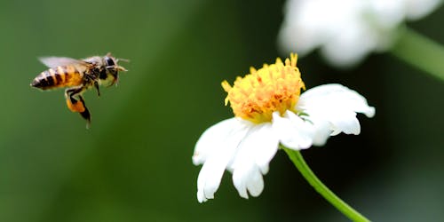 A bee approaching a flower