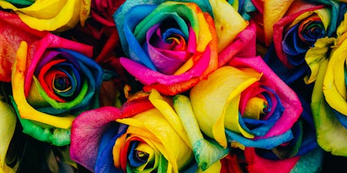 Roses, up close, and painted all the colors of the rainbow