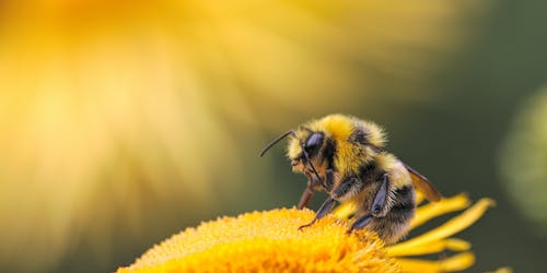 A bee pollinating a flower