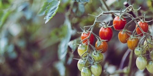 tomatoes growing on the vine