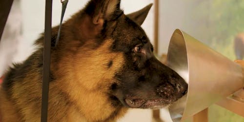 A dog being trained to sniff out diseases such as cancer