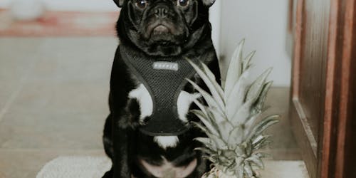 A pug wearing a harness stands behind a pineapple 